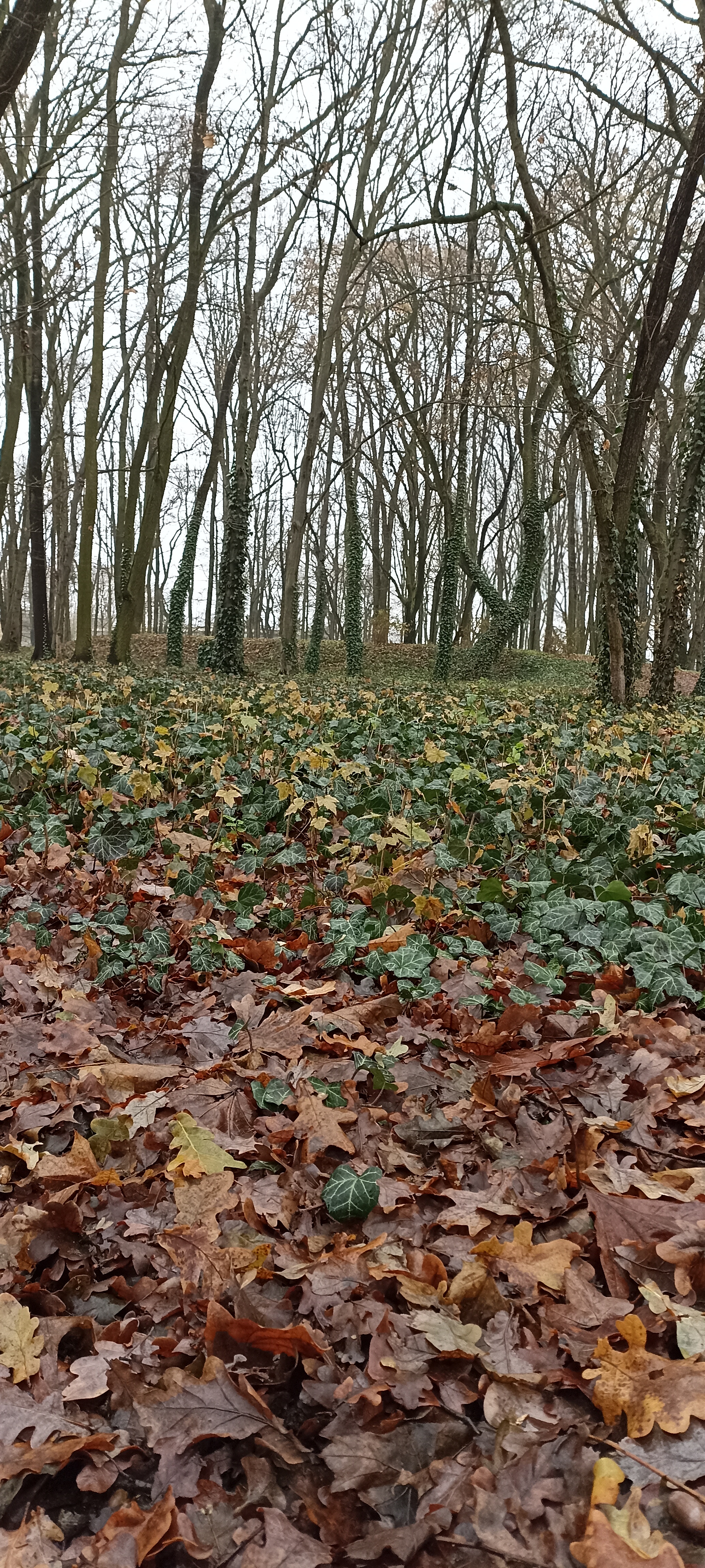 Park Wiosny Ludów